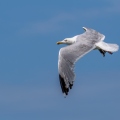 A7250526 (14bezoeken) A7250526