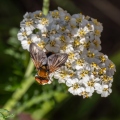 A9202989 (14bezoeken) A9202989